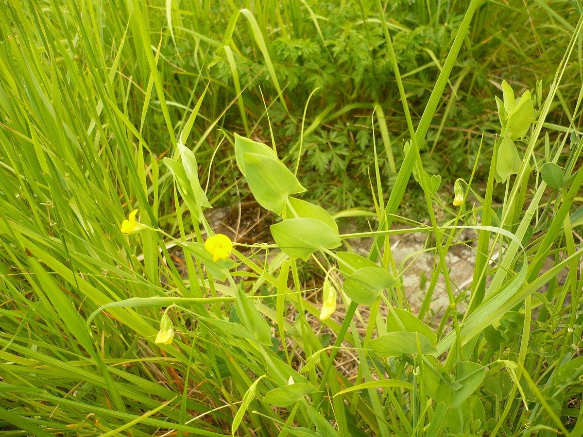 Lathyrus aphaca (Fabaceae)